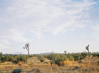 Joshua Tree National Park at Sunset