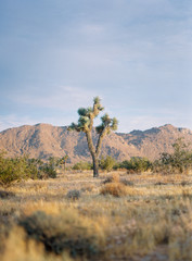 Joshua Tree National Park at Sunset