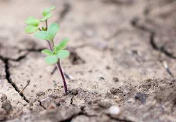 Dryness. Selective focus on dry ground cracked because of pollution and global warming. Little green plant growing from dry soil.