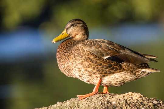 domestic duck in the nature