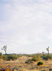 Joshua Tree National Park at Sunset