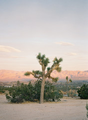 Joshua Tree National Park at Sunset