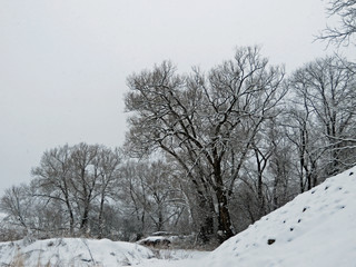 winter tree scene