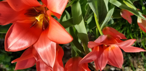 Red Orange Tulips in Spring Garden