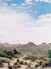 Joshua Tree National Park Desert Landscape