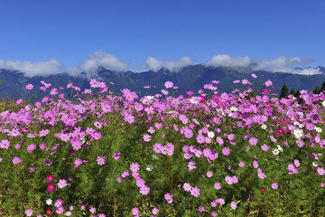 coreopsis field