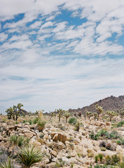 Joshua Tree National Park Desert Landscape