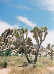 Joshua Tree National Park Desert Landscape