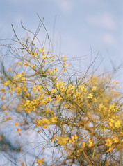 Desert Plants