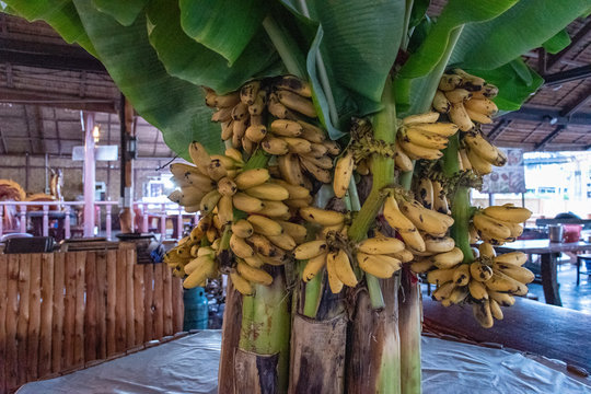 Bananier banane à Plat de riz thailand dais à Chute d'eau cascade dans la jungle d'Erawan dans la province de kanchanaburi dans le forêt tropicale de thailand