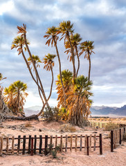Obraz premium Exotic Doum palms. These tropical plants are the most northern point of their distribution in the world inhabiting the Middle East, small population located near Eilat, Israel