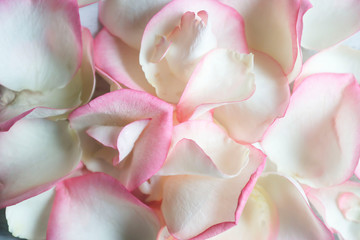 Delicate pink roses and petals on a light background to all lovers.