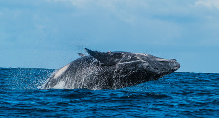 Baby humpback whale is breaching and jumping in front of Madagascards island Sainte Marie