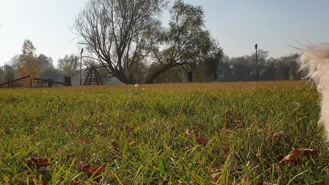 Cute white fluffy puppy is running on the field