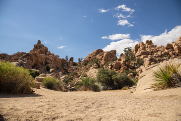 Joshua-Tree-Nationalpark