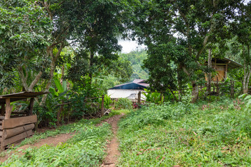 Forêt tropicale et Chemin de terre dans un village maison en bois de la jungle de Chiang Mai,...