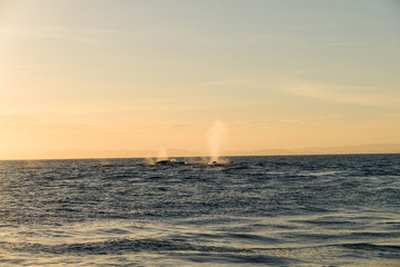 Naklejka na ściany i meble A pot of humpback whales with blow hole in front of Madagascars island Sainte Marie during sunset