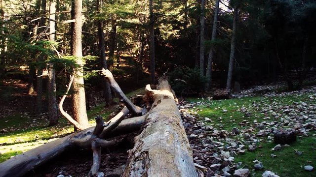 Smooth shot in a Cedar forest in the Atlas mountains. Azrou Morocco