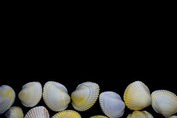 seashell isolated on black background