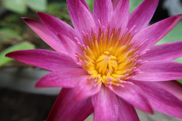 Close-up view of a part of a beautiful pink waterlily