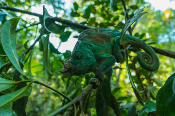 Parson's chameleon (Calumma parsonii ) in Madagascars Andasibe-Mantadia National Park