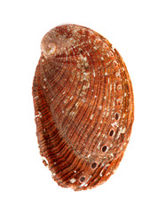 green ormer, Haliotis tuberculata