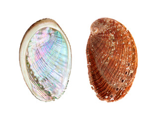 green ormer, Haliotis tuberculata