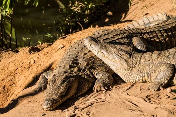 Fototapeten Nile crocodile (Crocodylus niloticus) of Madagascar in the Andasibe National Park © Tobias
