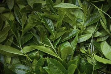 fresh tea leaves
