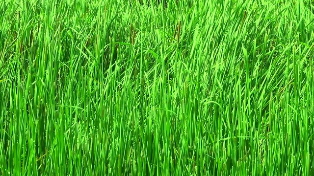Beautiful sedge swaying in the wind in summer. Background of green sedge on the shore.