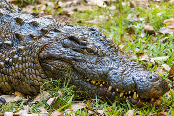 Nile crocodile (Crocodylus niloticus) of Madagascar in the Andasibe National Park