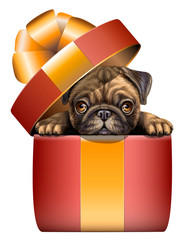 A pug looks out of a gift box. Wall sticker. Artistic, color image of a pug dog sitting and looking out of a red gift box on a white background.