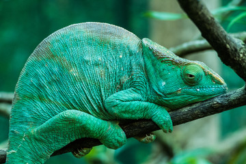 Parson's chameleon (Calumma parsonii ) in Madagascars Andasibe-Mantadia National Park