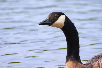 Canada Goose Head Closeup ( Branta Canadensis ) in River
