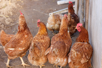 Egg laying hen loose in the garden