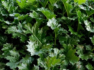 natural acanthus leaves in the garden
