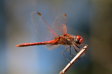 Red dragonfly