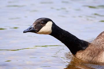 Canada Goose Head Closeup ( Branta Canadensis ) in River