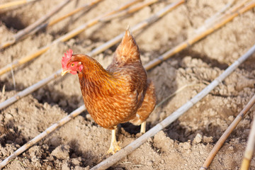 Egg laying hen loose in the garden