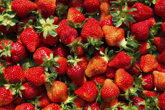 Strawberry Miaoli