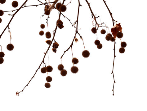 Agregate balls of the seeds of a plane tree