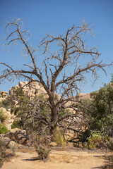 Fototapeta na wymiar Joshua-Tree-Nationalpark