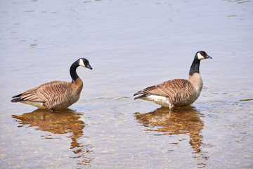 Two Canada Geese ( Branta Canadensis ) Swimming	