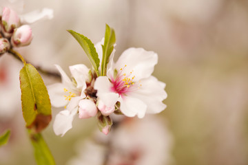 Horticulture of Gran Canaria - almond blossoms