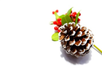 pine cone on white background
