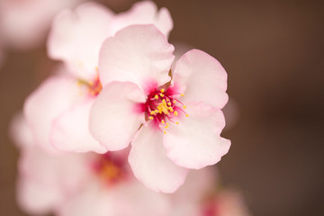 Fototapeta na wymiar Horticulture of Gran Canaria - almond blossoms