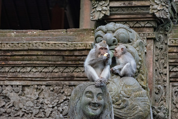 For&ecirc;t des singes &agrave; Bali en indonesie &agrave; c&ocirc;t&eacute; de ubud ville remplie de temps indien