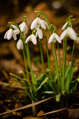 Some white snowdrops blooming in a forest, inconspicous and beautiful