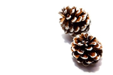 pine cone isolated on white background