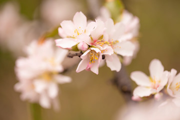 Horticulture of Gran Canaria - almond blossoms